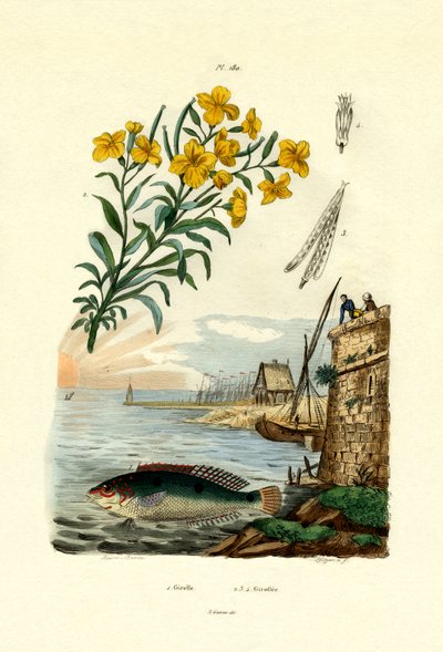 レインボーラス、1833-39 作： French School
